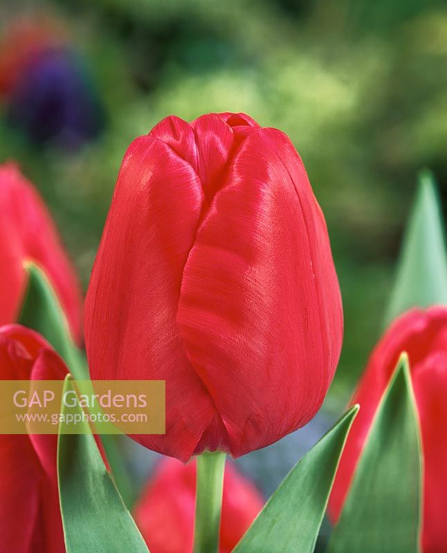 Tulipa, triomphe, sourire, figure