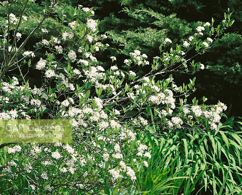 Aronia arbutifolia Brillant