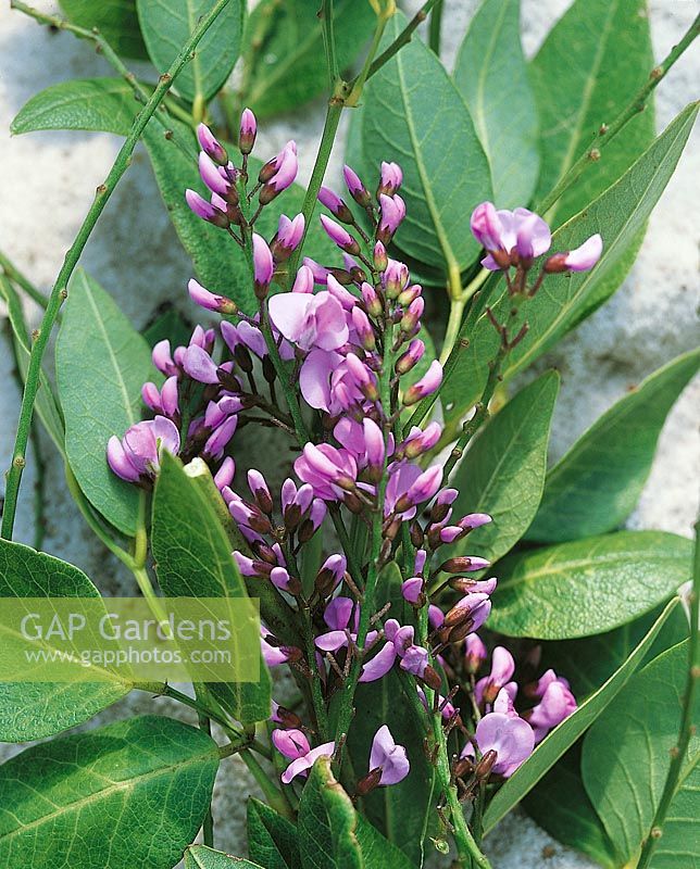 Hardenbergia comptoniana