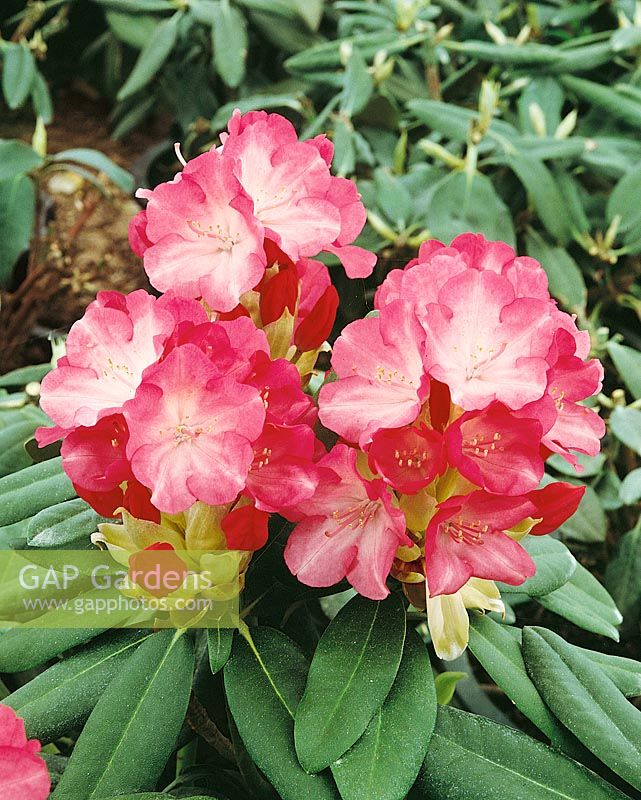 Rhododendron yakushimanum Fantastica