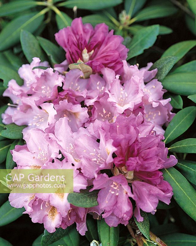 Rhododendron Ernest Inman