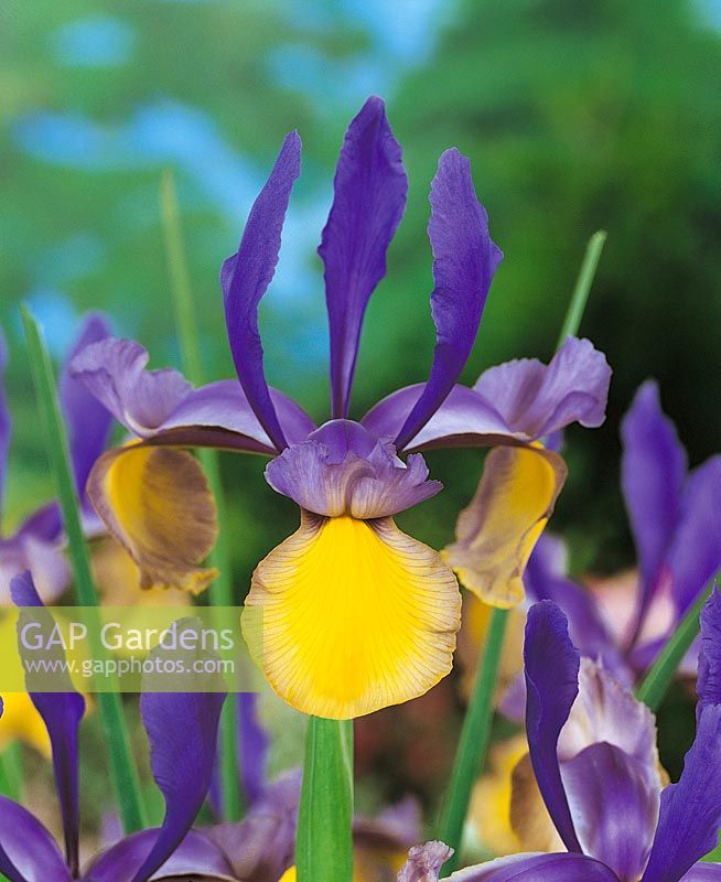 Iris hollandica Miss Saigon
