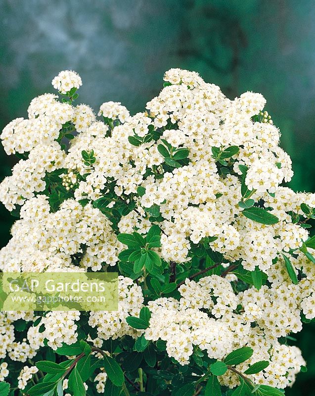 Motoneige Spiraea nipponica