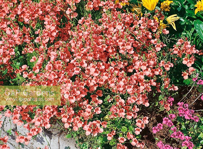 Diascia barberae rose