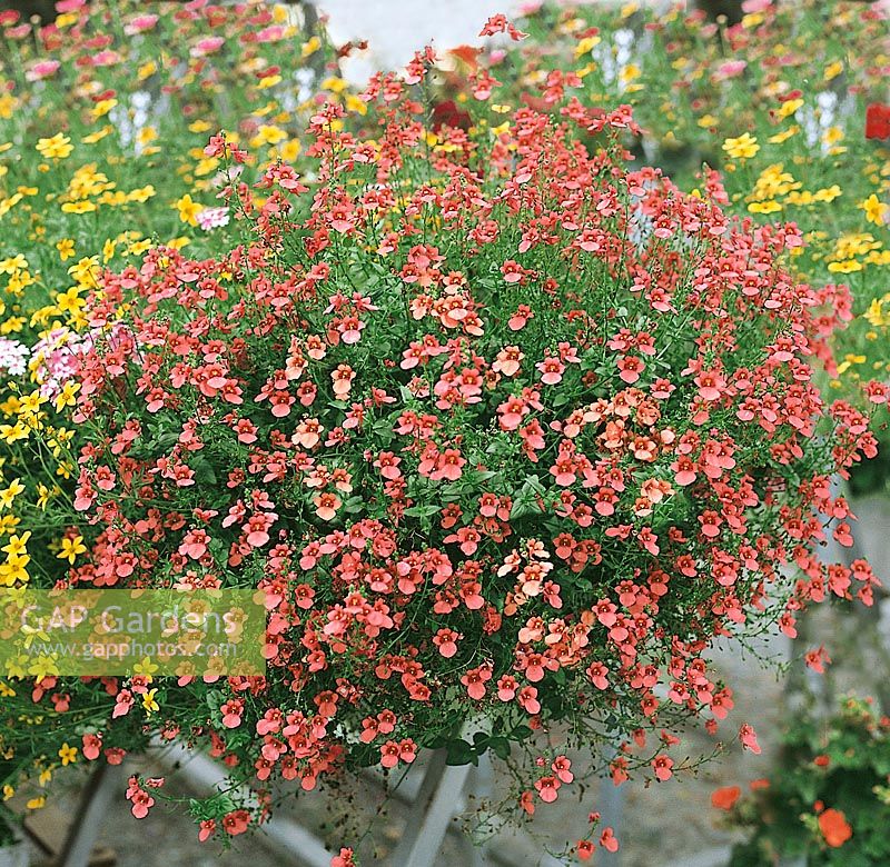 Diascia Flying Colors ® Coral