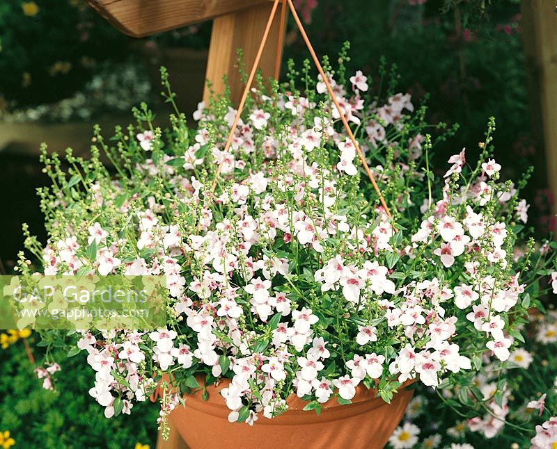 Diascia Flying Colors ® Appleblossom