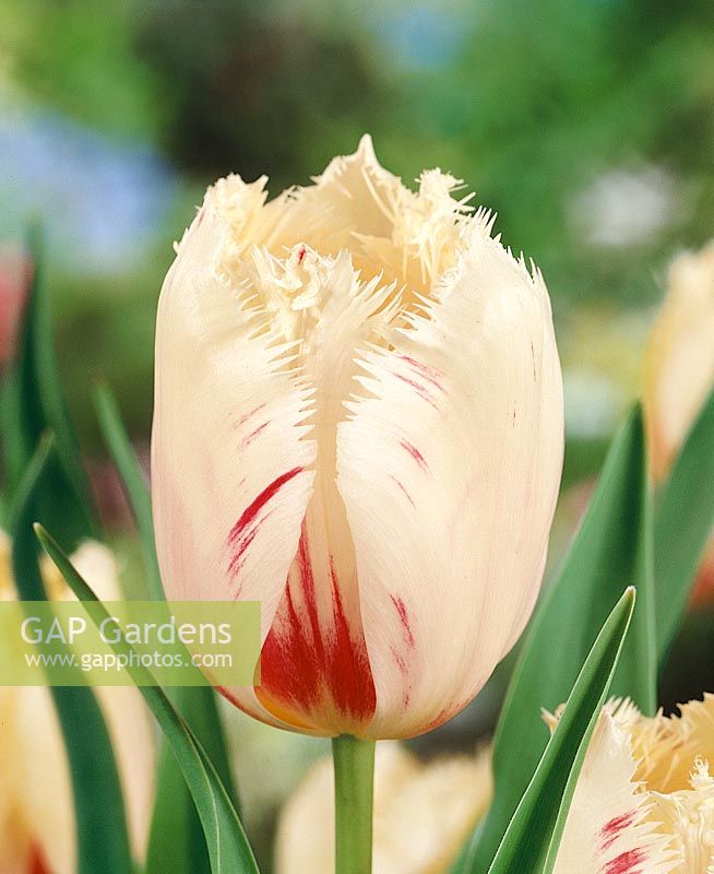 Carrousel Tulipa Crispa