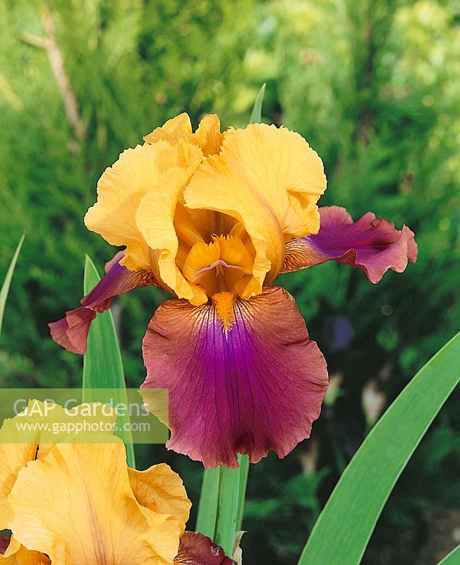 Iris x germanica Milestone