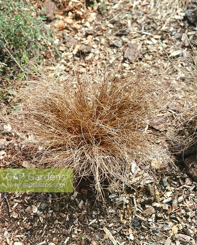 Dessus en cuivre Carex
