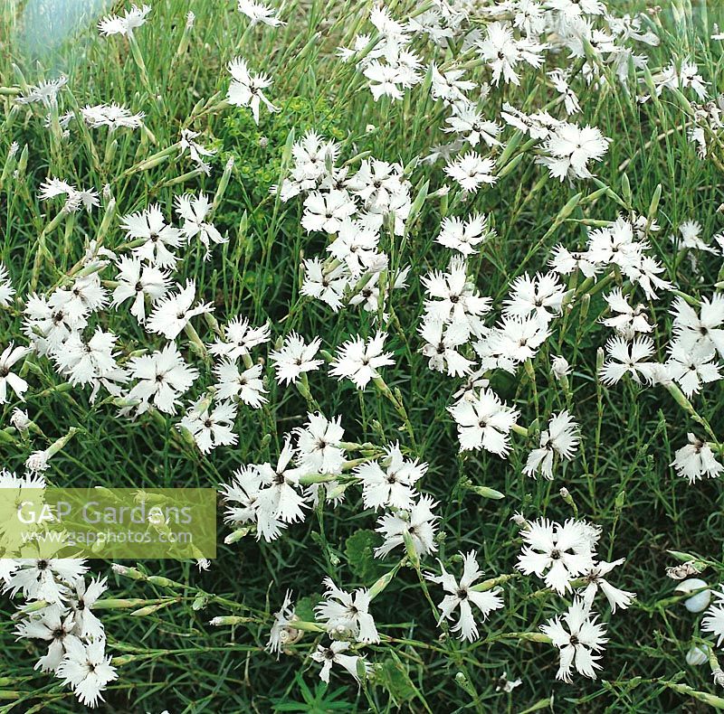 DIANTHUS ARENARIUS