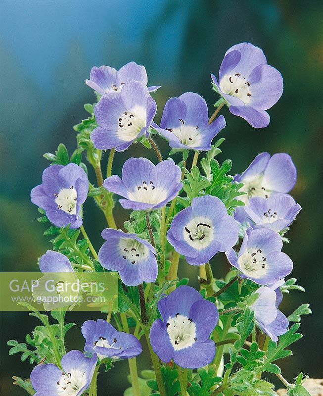 Nemophila menziesii Blue Chips