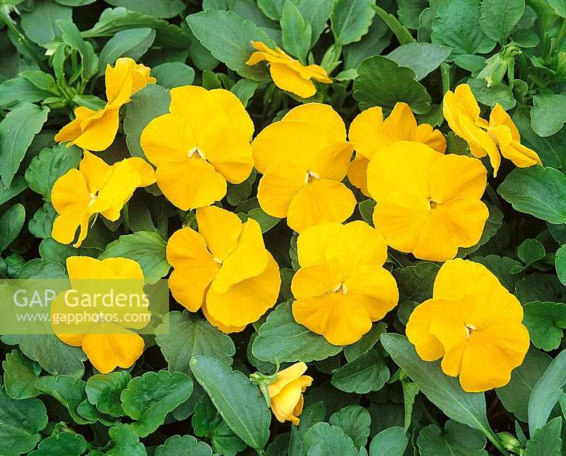 Viola-Wittrockiana-Hybriden Universal jaune