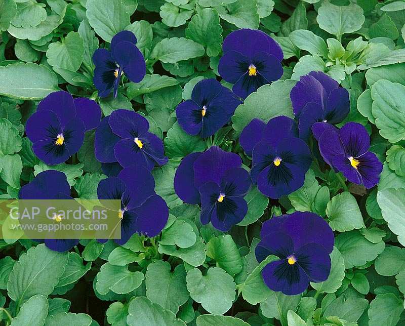 Viola-Wittrockiana-Hybriden Universal bleu foncé