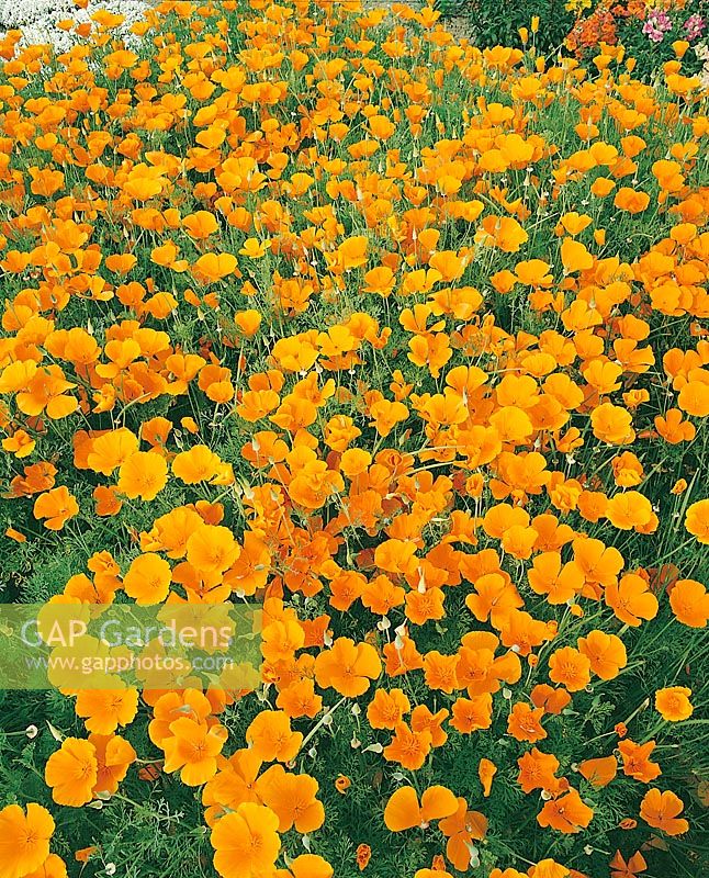 Eschscholzia californica Aurantiaca Orange