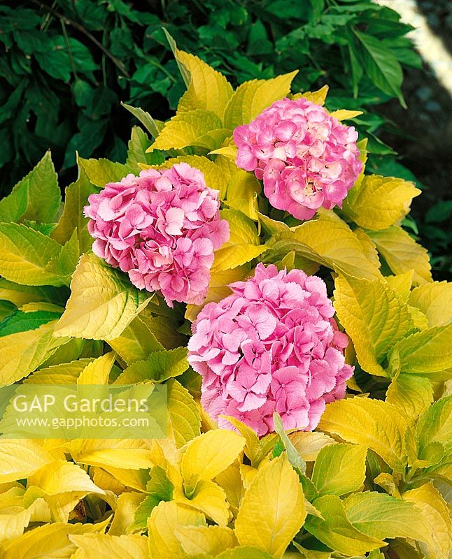 HYDRANGEA macrophylla Yellowleaf / Sungoddess