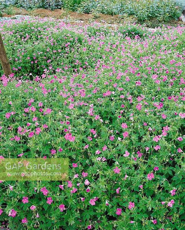 Geranium endressii