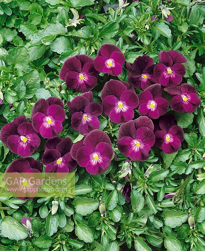 Viola-Wittrockiana-Hybriden Tinkerbell Purple