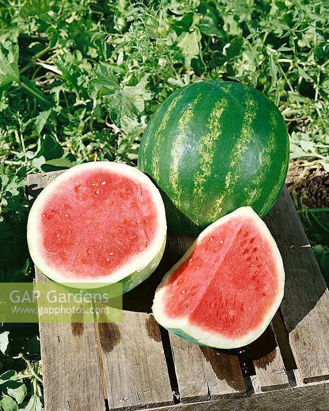 PRIX TRIPLE Wassermelone / Citrullus lanatus