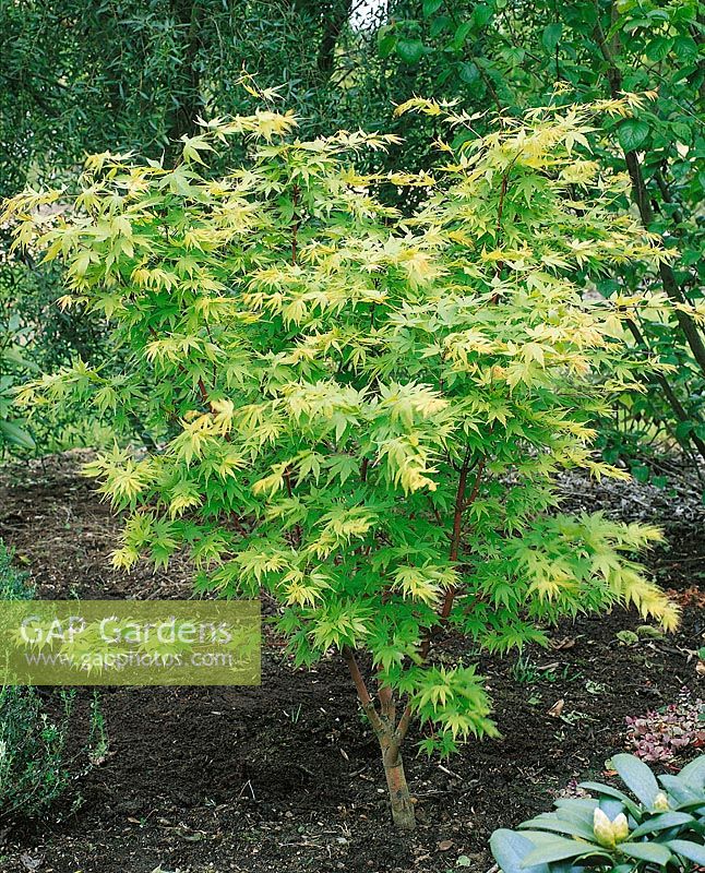 Acer palmatum Sangokaku