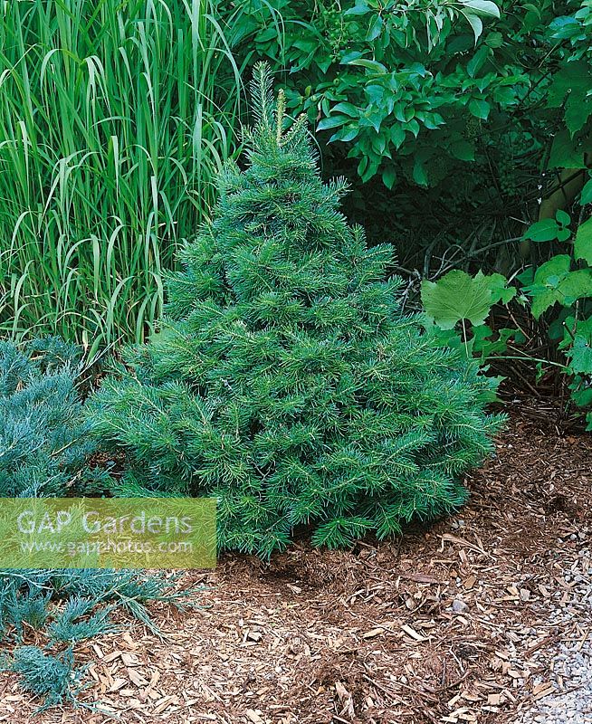 Abies concolor Green Globe