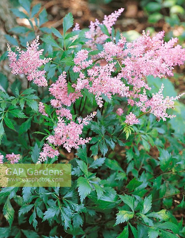 Astilbe x arendsii Lollypop