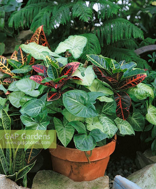 Zimmerpflanzen mixte Plectranthus, Syngonium