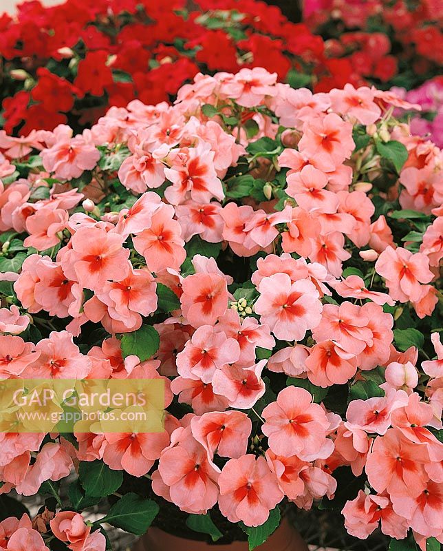 IMPATIENS Peach Flair