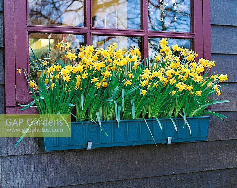 Narcissus cyclamineus Tête-à-Tête en boîte de fenêtre / boîte à fleurs