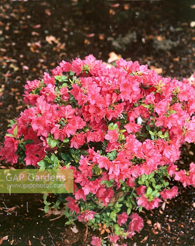 Rhododendron Hershey Rouge