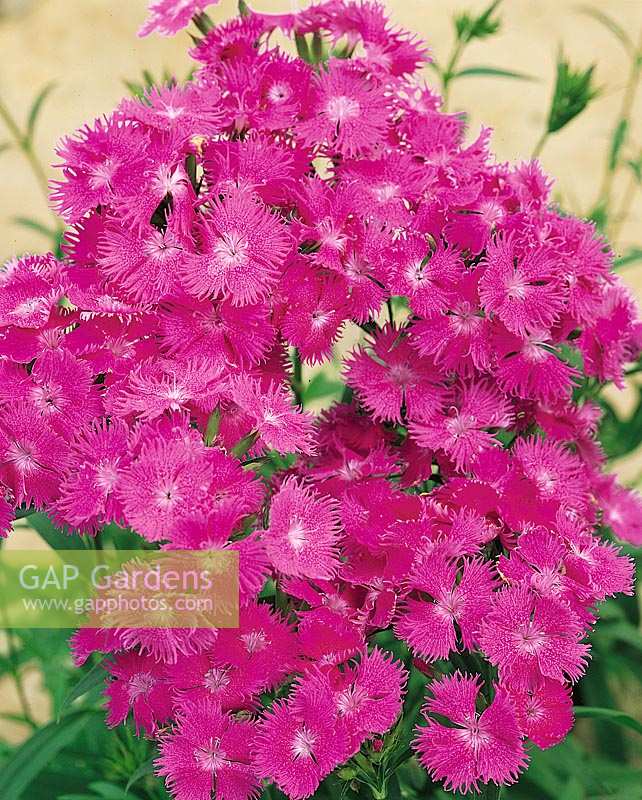 Dianthus barbatus Bouquet ™ Violet