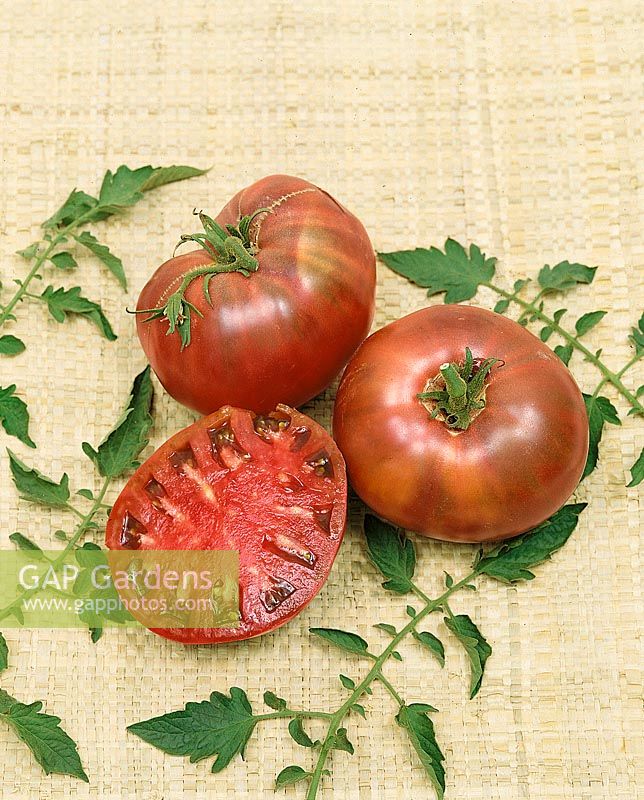 Tomate / Lycopersicon esculentum CHEROKEE VIOLET