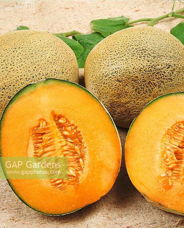 Melone / Cucumis melo PLANTERS JUMBO / CANTALOUPE