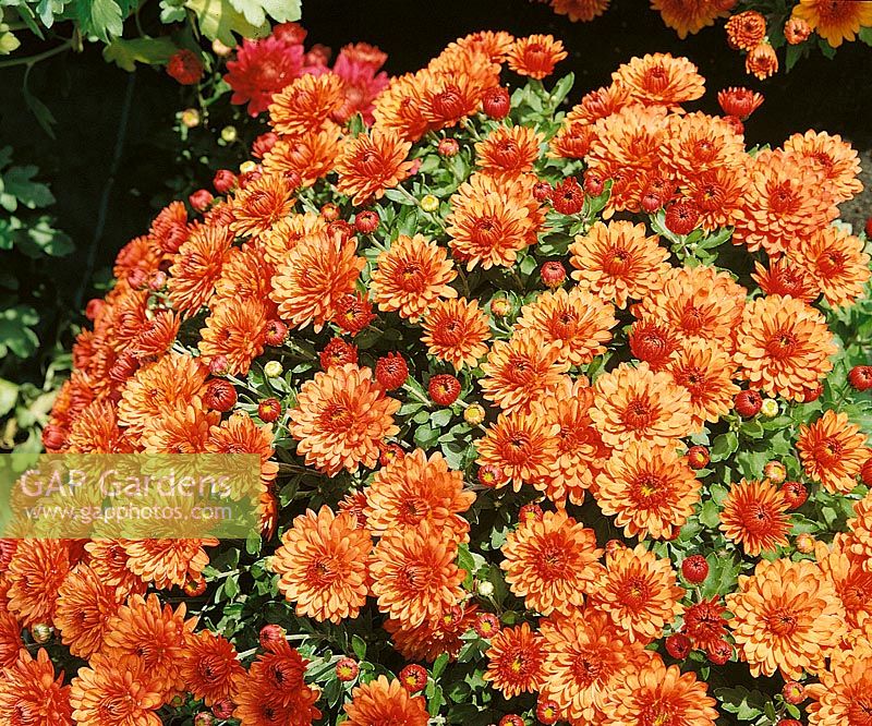 Chrysanthemum Morden Gaiety