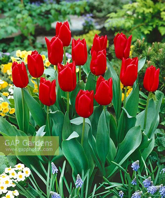 Tulipa Triumph Oscar