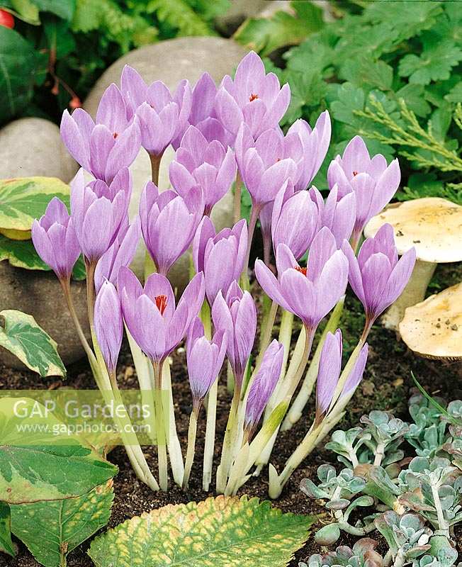 Crocus medius