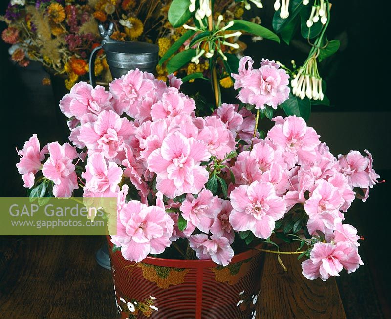 RHODODENDRON SIMSII