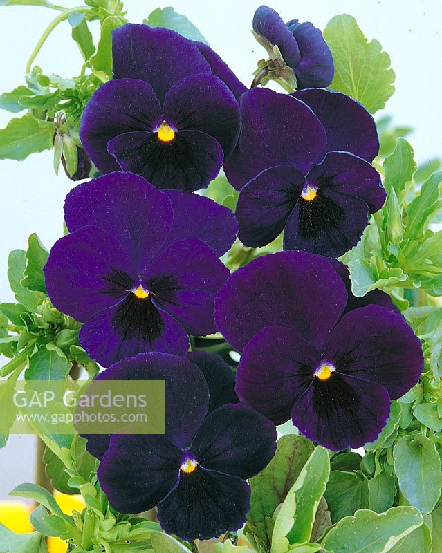 VIOLA UNIVERSAL / VIOLET