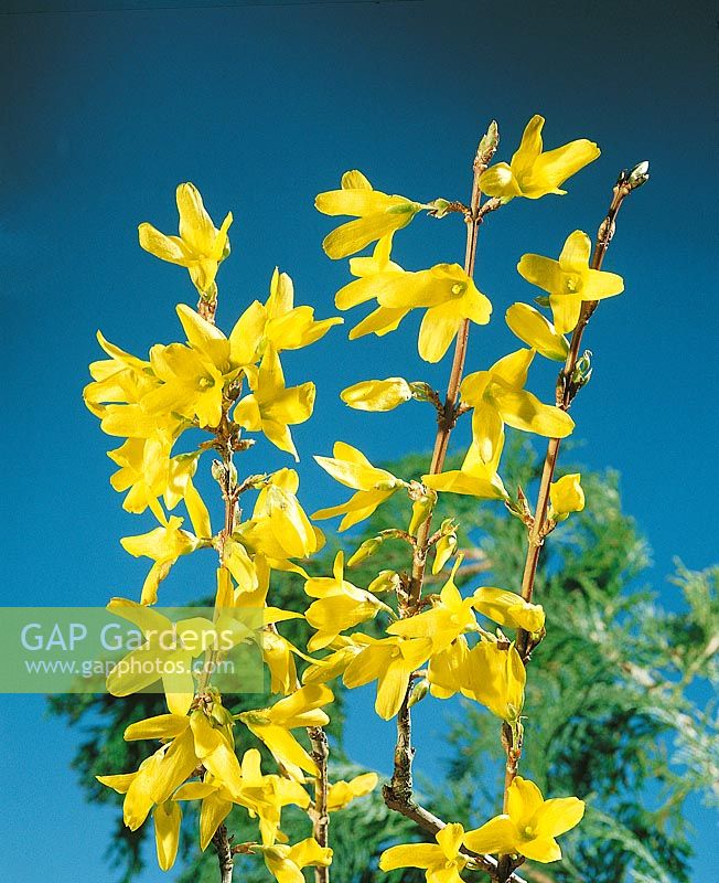 Forsythia suspensa var. sieboldii