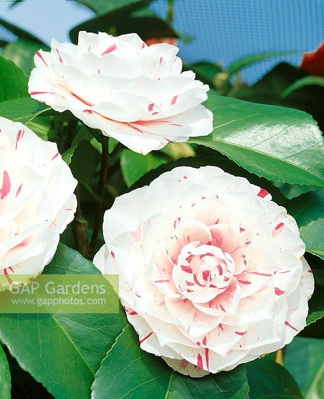 Camellia Lavinia Maggi