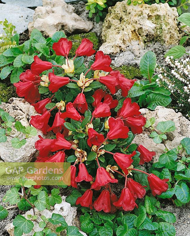 Rhododendron forrestii Carmen