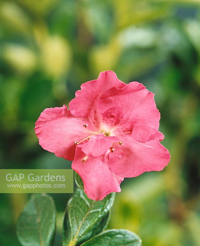 Rhododendron japonicum Pink Treasure