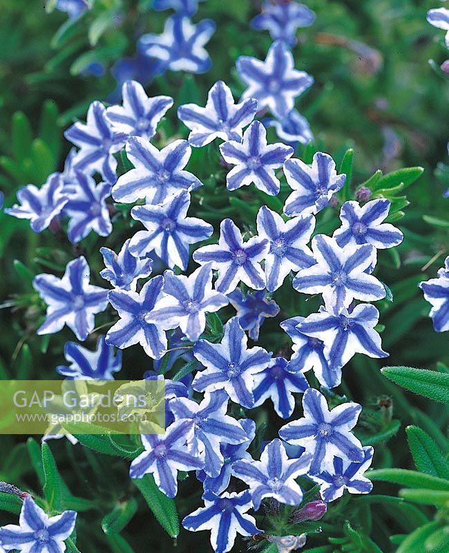 Lithodora Blue Star