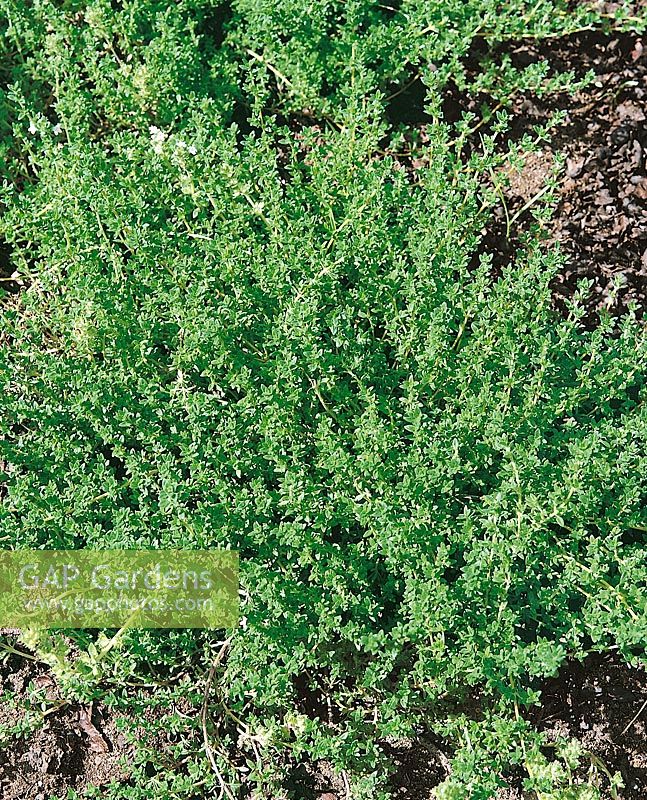 Thymien / Thymus longicaulis