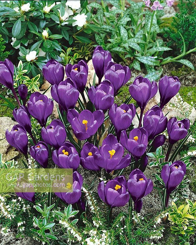 CROCUS VERNUS PAULUS POTTER