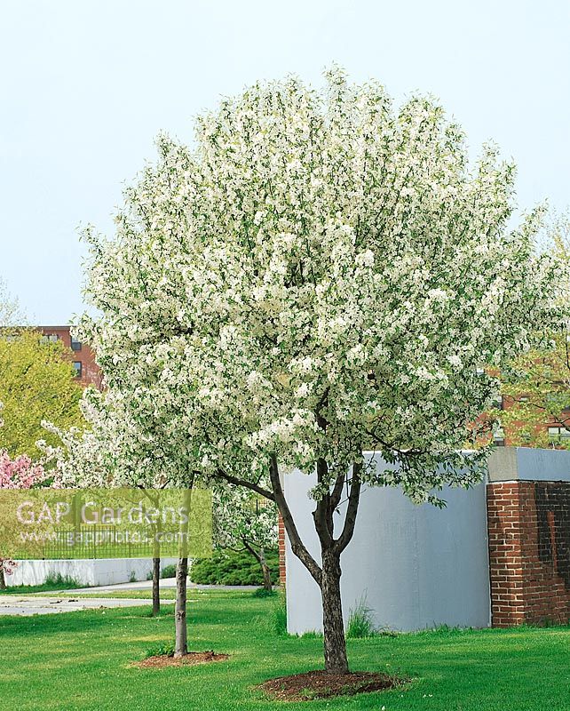 MALUS FLORIBUNDA JOHN DOWNIE