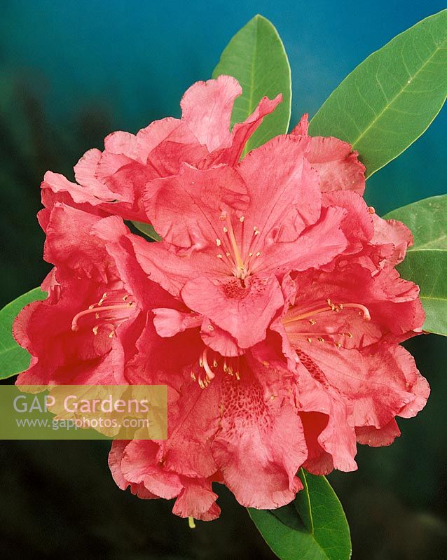 GUERRIER INCONNU RHODODENDRON