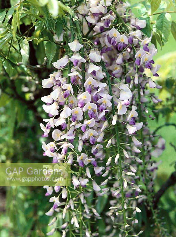 Wisteria Multijuga