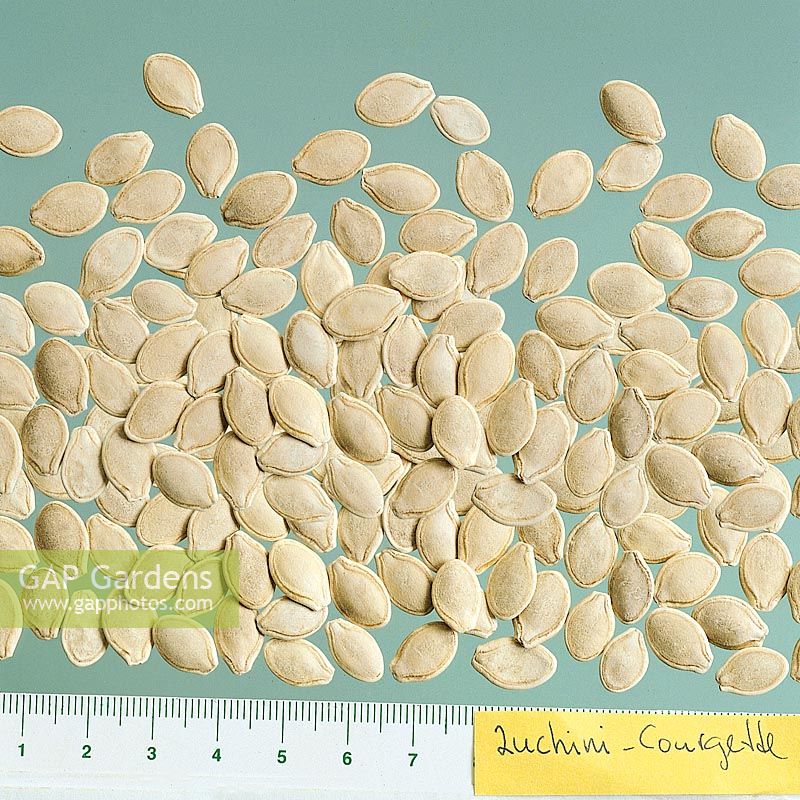 Samen / Seed / Cucurbita pepo convar. giromontiina / Zucchini