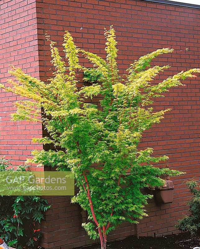Acer palmatum Sangokaku