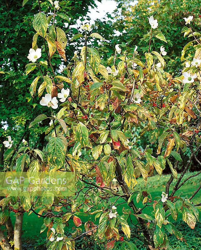 Cornus nuttallii Gold Spot